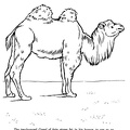 camel-coloring-pages-213.jpg