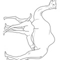 camel-coloring-pages-217.jpg