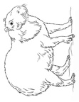 Capybara Coloring Book Page