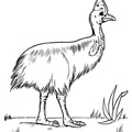 Cassowary Coloring Book Page