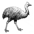 Cassowary_Coloring_Pages_004.jpg