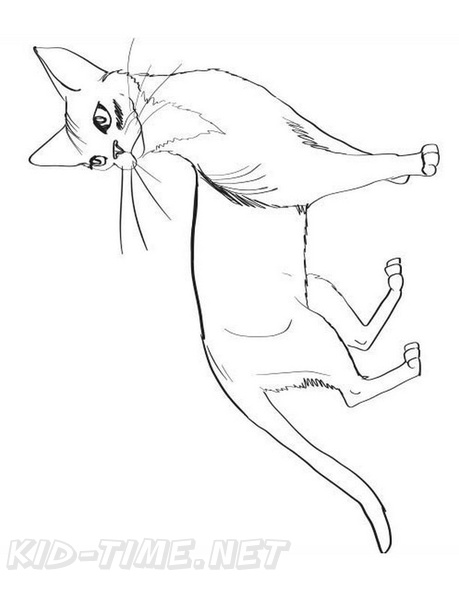 Abyssinian_Cat_Coloring_Pages_007.jpg
