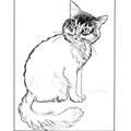 Abyssinian Cat Breed Coloring Book Page