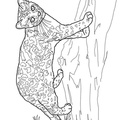 African_Serval_Cat_Coloring_Pages_002.jpg