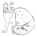 American Curl Cat Breed Coloring Book Page
