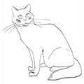 American Shorthair Cat Coloring Book Page