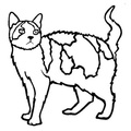 American_Wirehair_Cat_Coloring_Pages_002.jpg