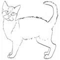 American_Wirehair_Cat_Coloring_Pages_003.jpg