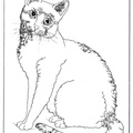 American_Wirehair_Cat_Coloring_Pages_005.jpg