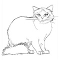 Birman_Cat_Coloring_Pages_003.jpg