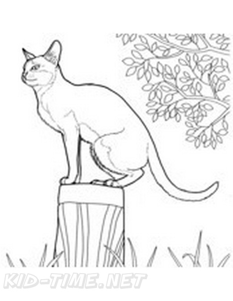Birman_Cat_Coloring_Pages_007.jpg