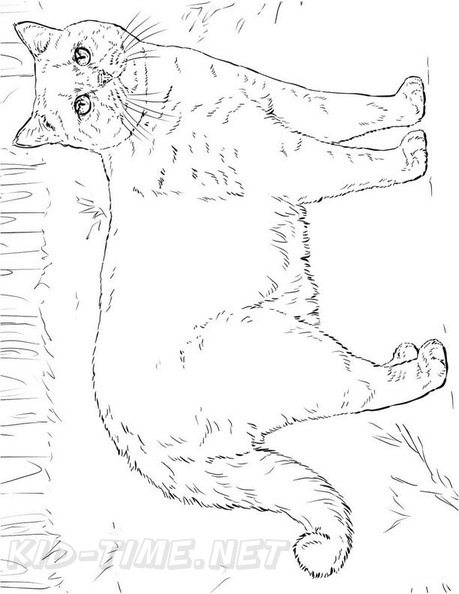 British_Shorthair_Cat_Coloring_Pages_004.jpg