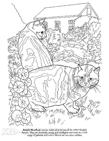 British_Shorthair_Cat_Coloring_Pages_005.jpg