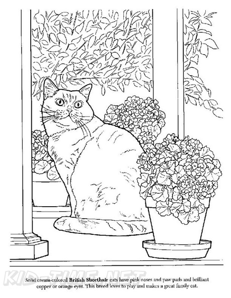 British_Shorthair_Cat_Coloring_Pages_007.jpg