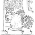 British Shorthair Cat Breed Coloring Book Page