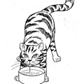 cats-cat-coloring-pages-307.jpg