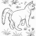 cats-cat-coloring-pages-599.jpg