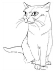 Chartreux Cat Breed Coloring Book Page