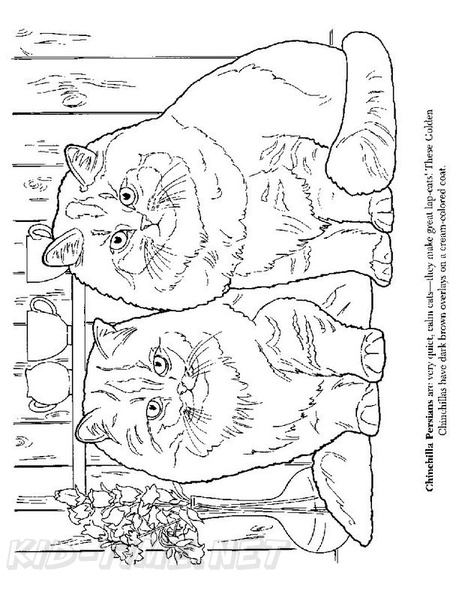 Chinehilla_Persians_Cat_Coloring_Pages_001.jpg