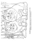Chinchilla Persians Cat Breed Coloring Book Page