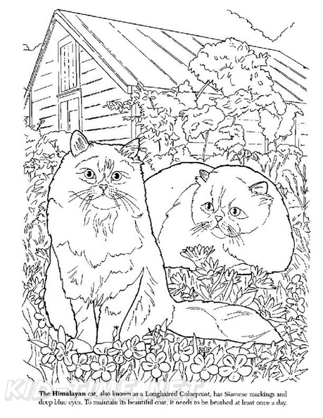 Himalayan_Cat_Coloring_Pages_002.jpg