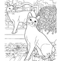 Japanese_Bobtail_Cat_Coloring_Pages_002.jpg