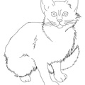 Javanese Cat Breed Coloring Book Page