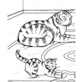 Kittens_Cat_Coloring_Pages_179.jpg