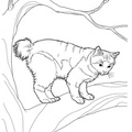Manx Cat Breed Coloring Book Page