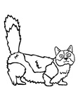 Munchkin Cat Coloring Book Page