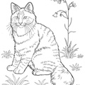 Norwegian Forest Cat Cat Breed Coloring Book Page