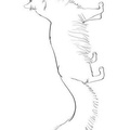 Norwegian_Forest_Cat_Cat_Coloring_Pages_003.jpg