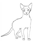 Ocicat Cat Breed Coloring Book Page