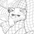 Persian_Cat_Coloring_Pages_002.jpg