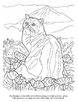 Persian Cat Breed Coloring Book Page