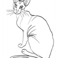 Peterbald_Cat_Coloring_Pages_001.jpg