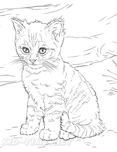 Realistic_Cat_Cat_Coloring_Pages_010.jpg
