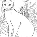 Realistic_Cat_Cat_Coloring_Pages_013.jpg