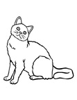 Selkirk Rex Cats Coloring Book Page