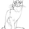 Somali Cat Breed Coloring Book Page