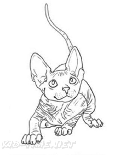 Canadian_Sphynx_Cat_Coloring_Pages_001.jpg