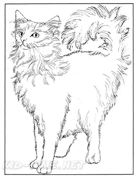 Angora_Cat_Coloring_Pages_002.jpg