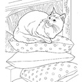 Turkish Angora Cat Breed Coloring Book Page