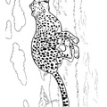 Cheetah_Coloring_Pages_024.jpg