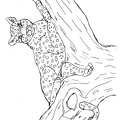 Cheetah_Coloring_Pages_088.jpg