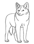 Coyote Coloring Pages 016