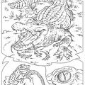 Crocodile_Coloring_Pages_072.jpg