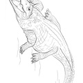 Crocodile_Coloring_Pages_078.jpg
