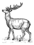 Deer Coloring Pages 001