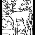 Deer Coloring Pages 005